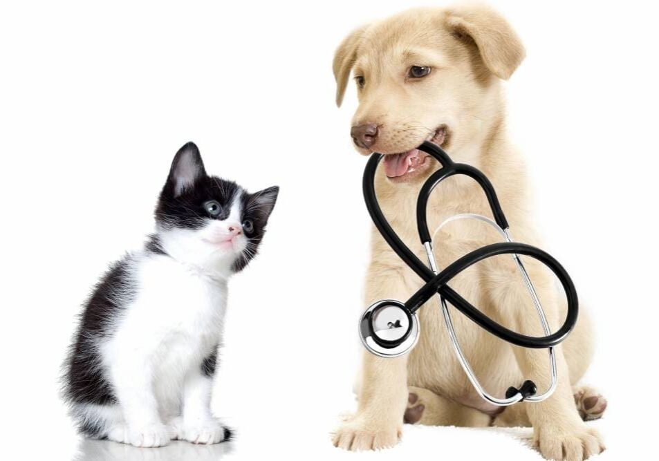 Avenida Pet Clinic